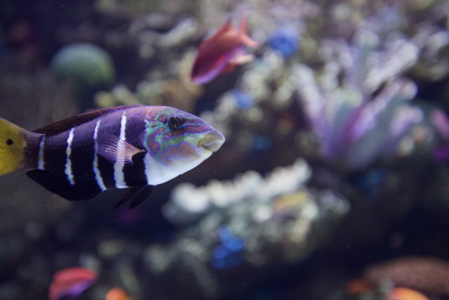 Striped Beauty in the Coral Reef