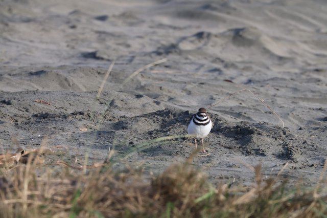 Killdeer Shorebird Standing on Muddy Beach Terrain