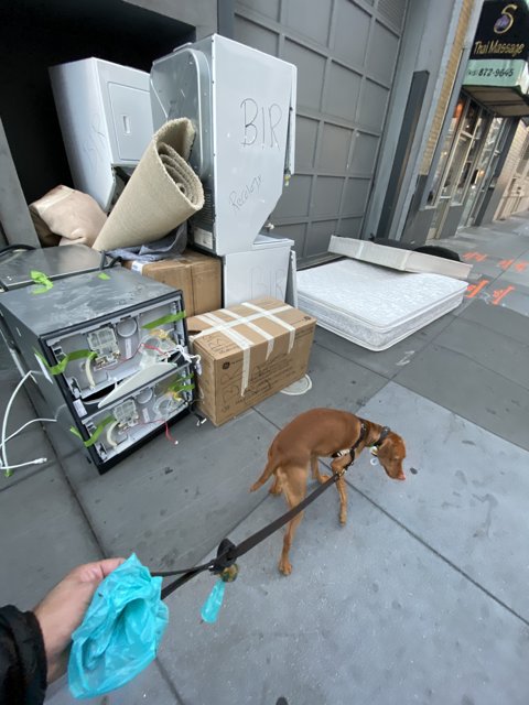 Canine Companion on City Sidewalk