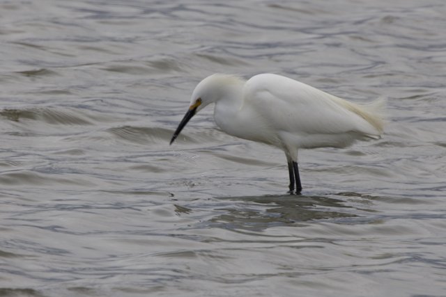 Graceful Hunter of the Wetlands