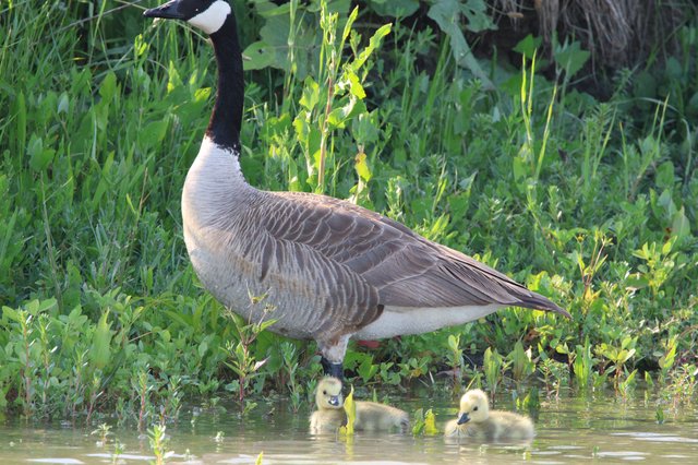 Canada Goose with Goslings in Wetland Waters