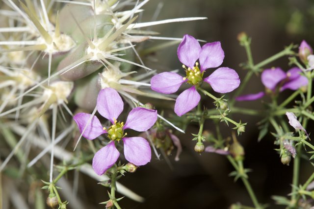 Purple Blooms among Cacti