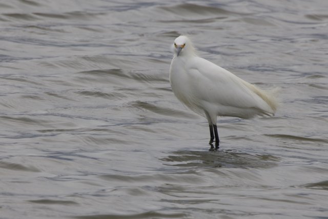 Majestic Presence in San Pablo Bay
