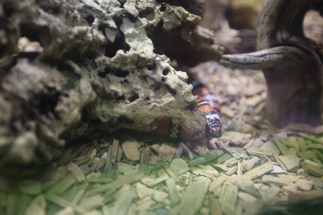 Banded Snake in Natural Terrarium Habitat