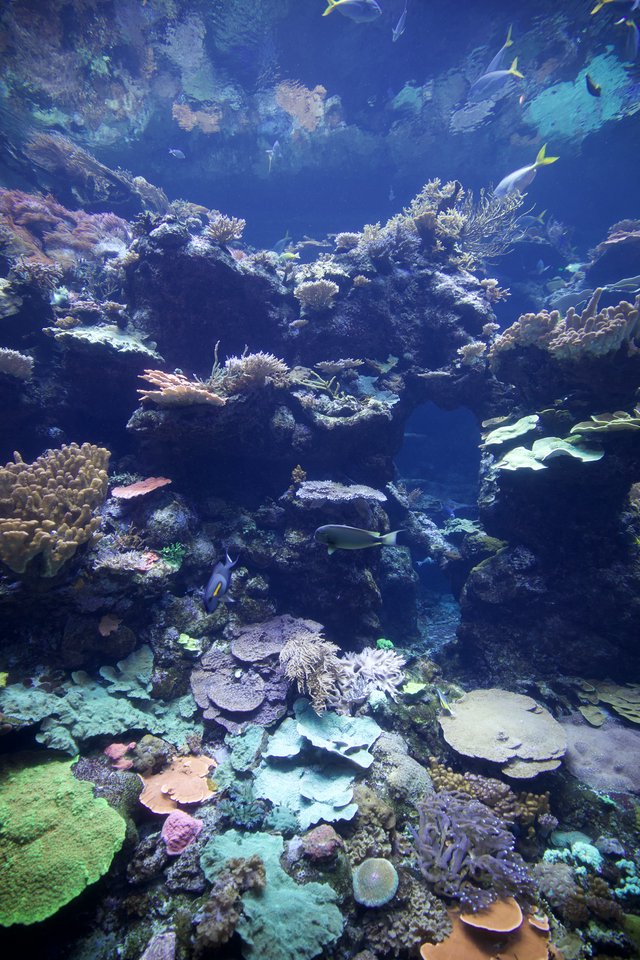 Vibrant Coral Reef Ecosystem with Diverse Marine Life