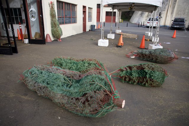 Urban Christmas Preparation: Christmas Trees Stacked in Fort Mason Parking Lot