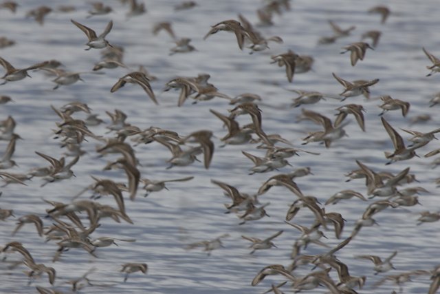 A Dance of Wings
