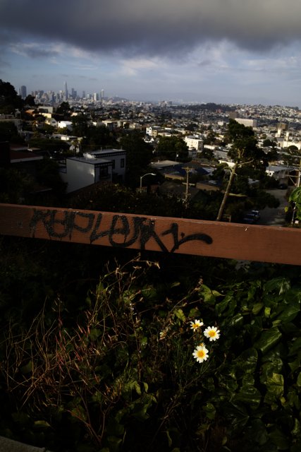 Urban Blossom: A Contrast of Graffiti and Greenery