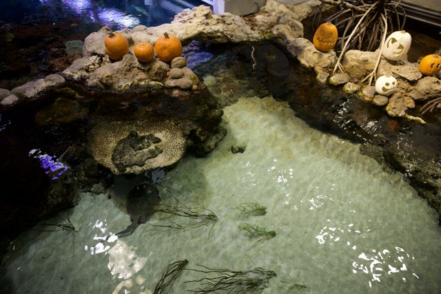 Aquatic Pumpkin Display: A Unique Fusion of Nature and Harvest