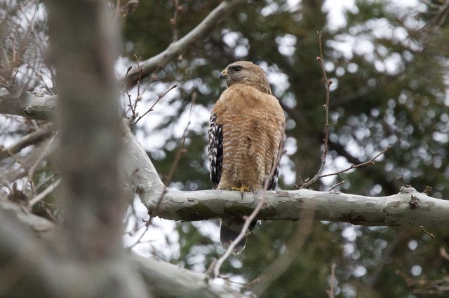Red-shouldered Hawk Perched on Winter Branch