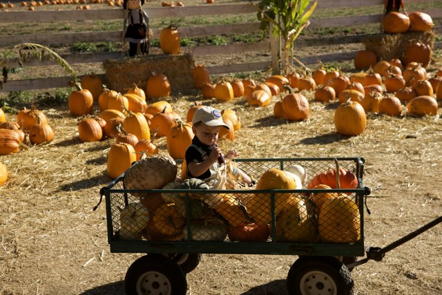 Harvest Joy: Adventure in the Pumpkin Patch