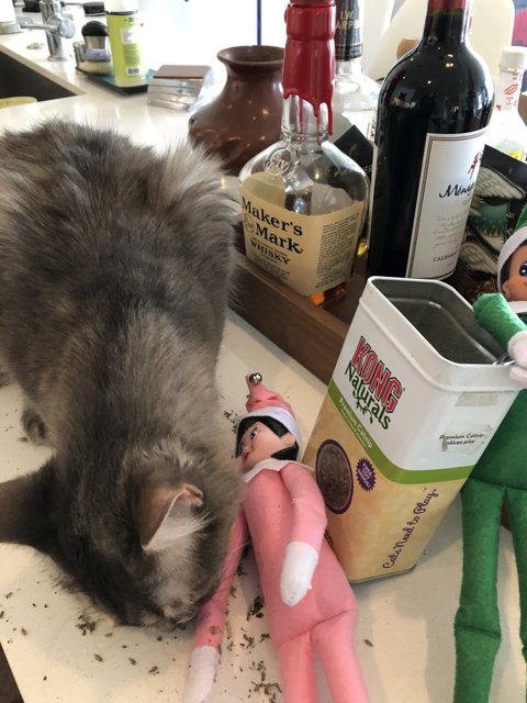Cat and Doll on the Counter