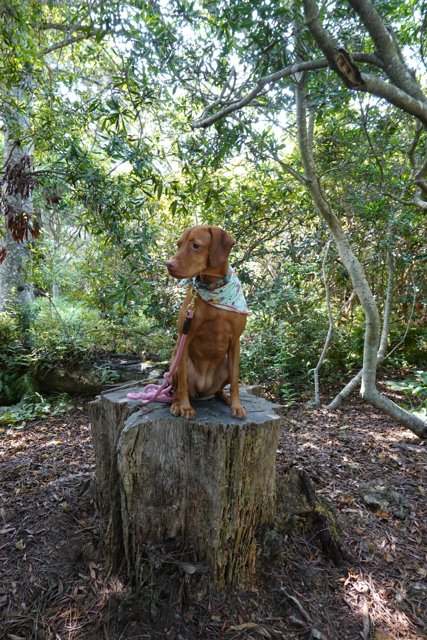 Canine Among Trees