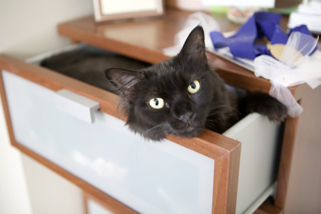 Cat in the Cabinet