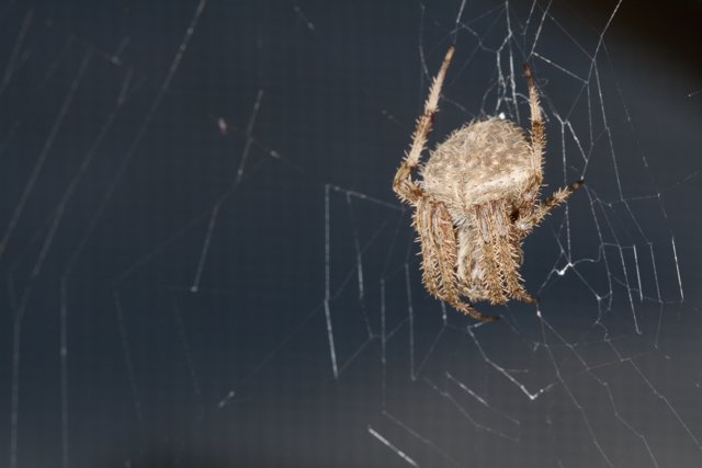 Garden Spider on its Web