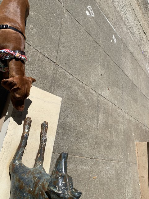 A Curious Canine Sniffs an Artistic Statue
