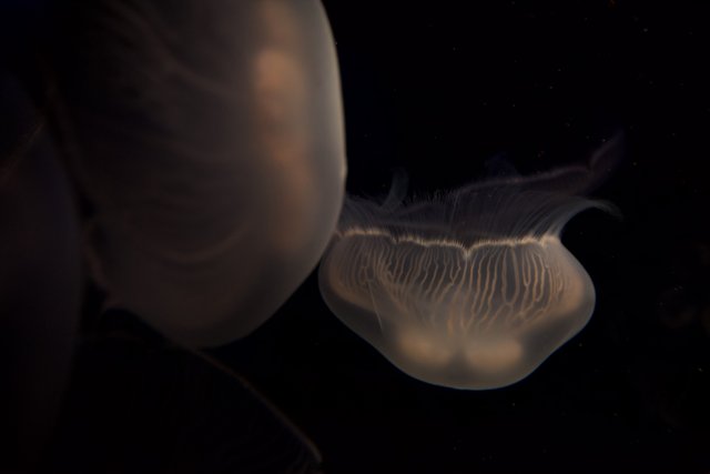Serene Jellyfish Duo
