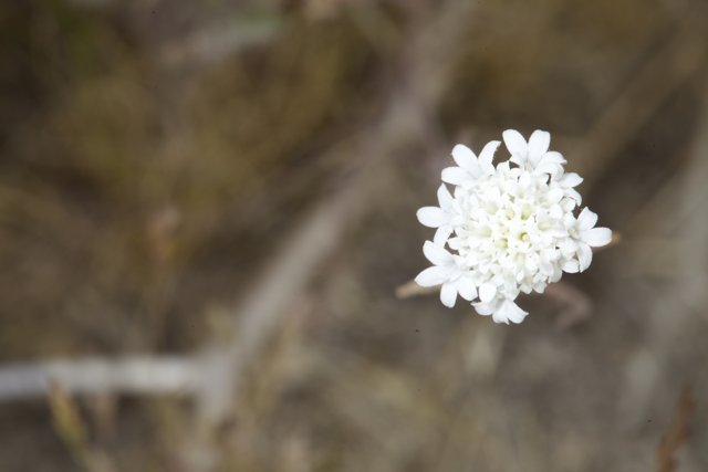 Lone White Daisy in Field