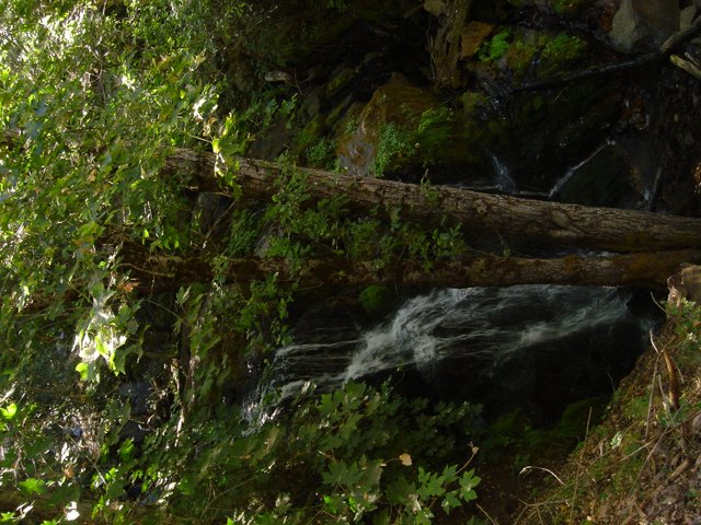 Serene Waterfall amidst Lush Foliage
