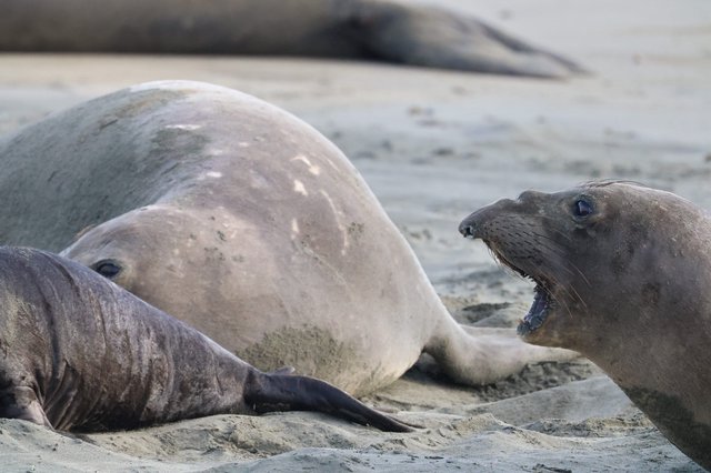 Elephant Seal Confrontation at Drakes Beach