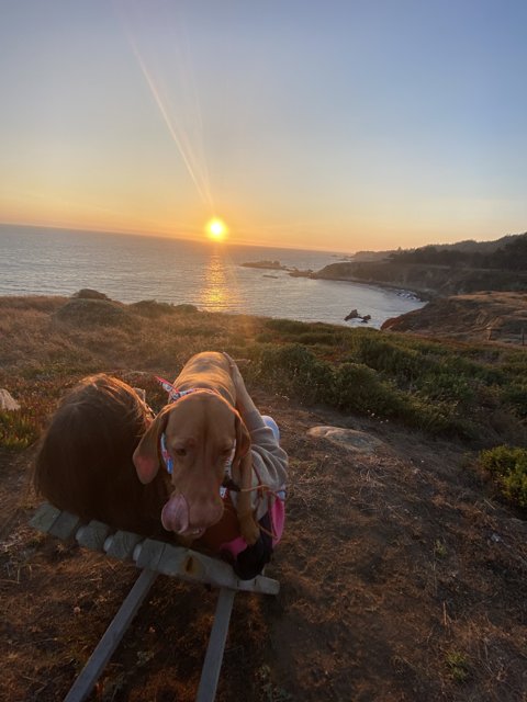 Man's Best Friend Caption: A loyal dog rests beside its human companion on a bench overlooking the stunning California coastline in Jenner.