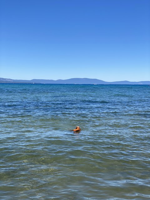 Serene Swimming in South Lake Tahoe