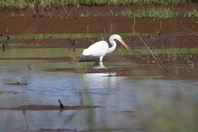 Great Egret Hunting in Shallow Wetland Waters