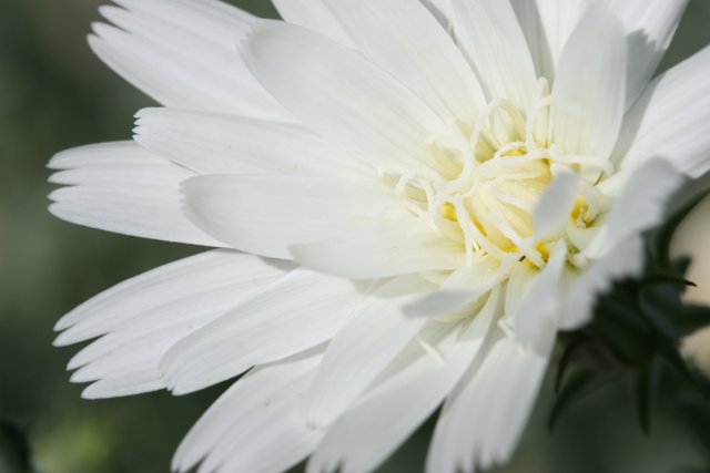 Delicate Daisy