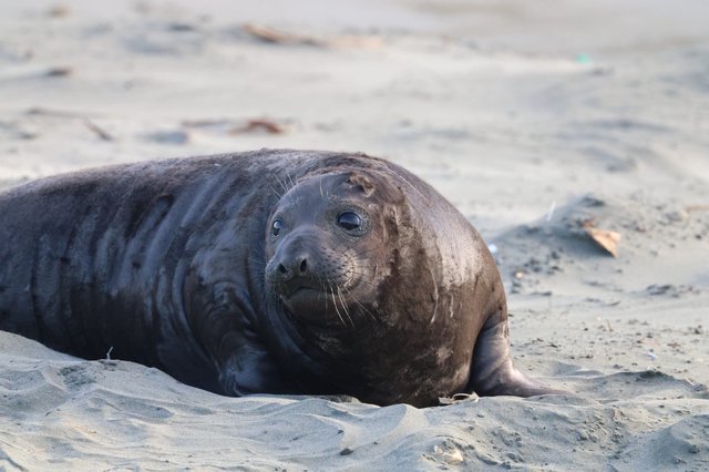 Young Elephant Seal Resting on Sandy Beach