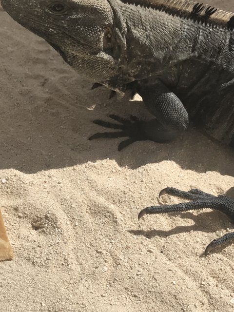 Beach Lizard
