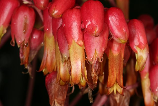 Vibrant Red Geraniums
