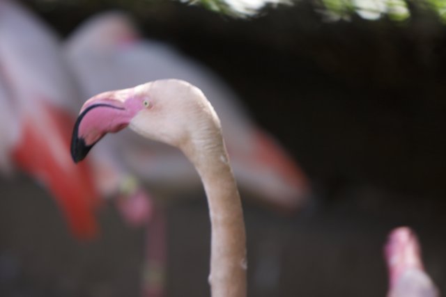 The Bewitching Flamingo
