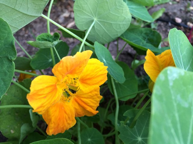 Yellow Geranium Flower Close Up