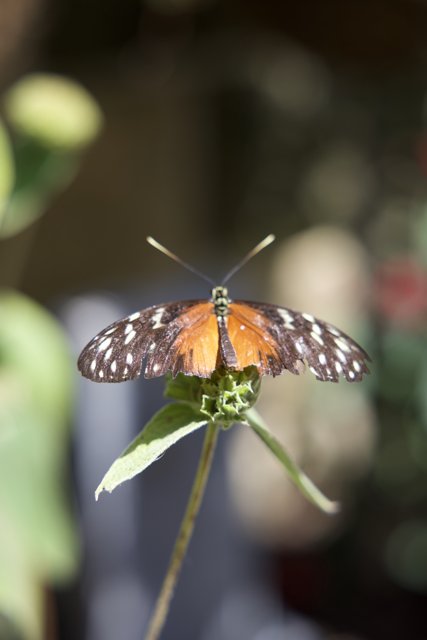 Graceful Wings Unfurled