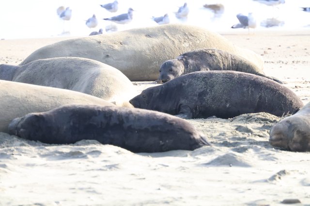 Elephant Seals Resting on Drakes Beach Shore