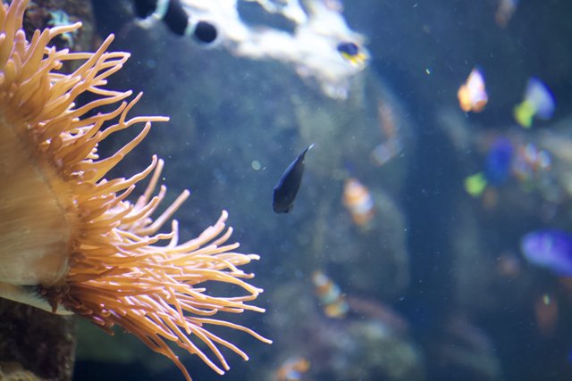 Sea Anemone with Aquatic Life