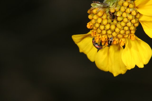 Pollinating Bug on a Yellow Flower