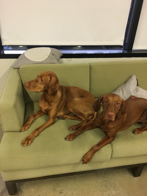 Two Canine Companions Enjoying a Cozy Couch