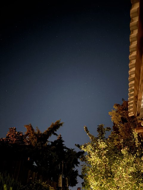 Nocturnal Serenity