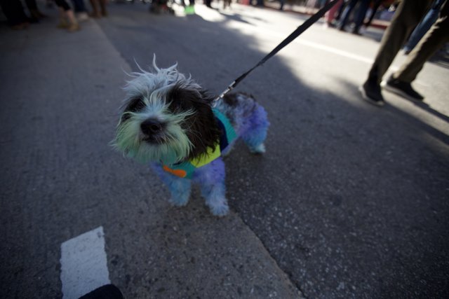 Colorful Canine on a Leash