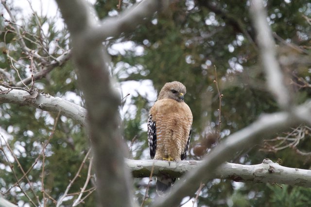 Red-Shouldered Hawk Perched in Winter Birch Trees