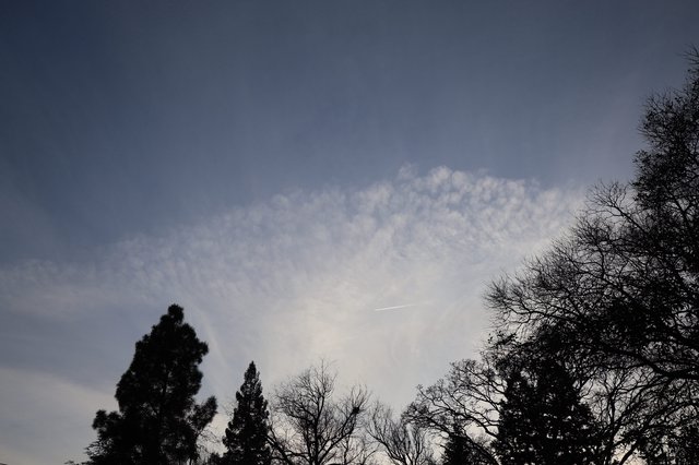 Evening Sky with Billowing Clouds Above Winter Trees