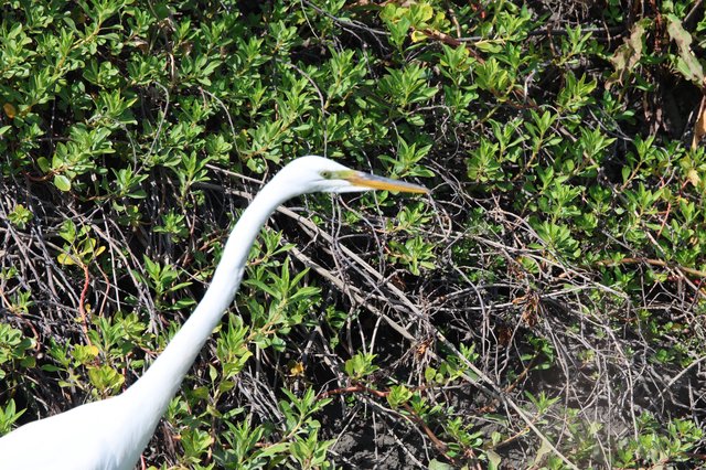 Great Egret Hunting in Wetland Vegetation