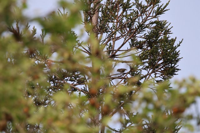 Small Bird Perched Among Cedar Branches
