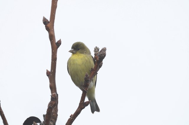 Lesser Goldfinch Perched on Winter Branch