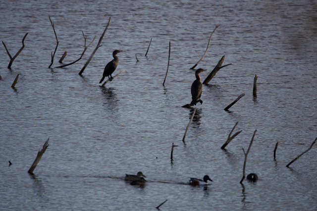 Diverse Avian Gathering at Lake Merced