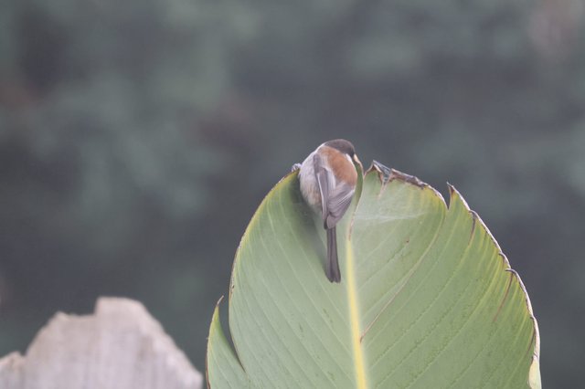 Small Bird Perched on Broad Green Leaf at Dusk