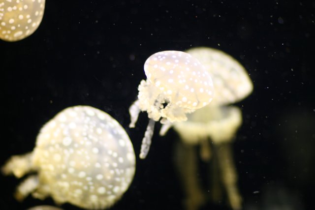 A Graceful Jellyfish in the Aquarium