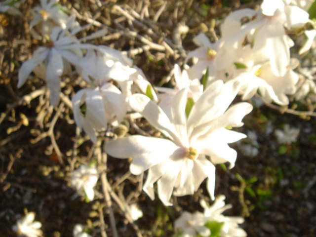 White Geranium Blossom