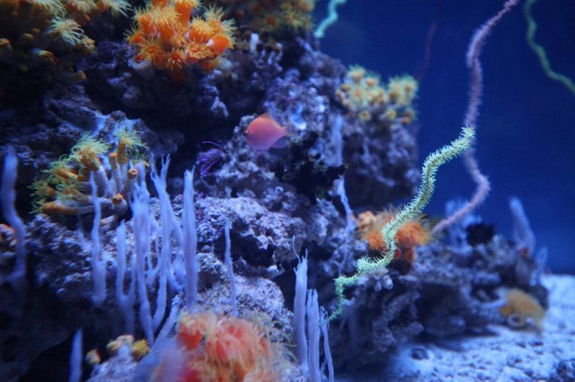 Vibrant Coral Reef Ecosystem with Colorful Marine Life
